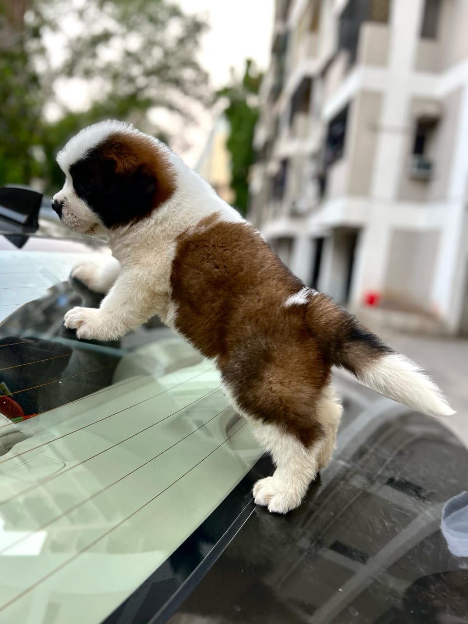 St. Bernard